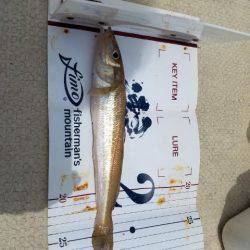 Magic（マジック） 釣果