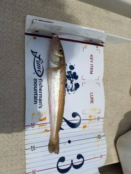 Magic（マジック） 釣果