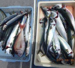 石川丸 釣果