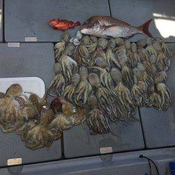 sea boss　シーボス 釣果