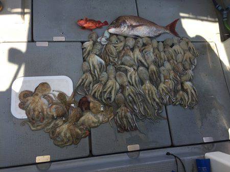 sea boss　シーボス 釣果