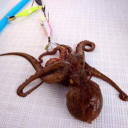 フルコンタクト 釣果