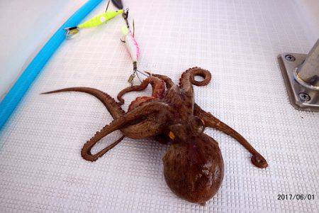 フルコンタクト 釣果