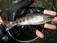 大井川（大井川(非)漁業協同組合） 釣果