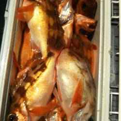 モンロー号 釣果