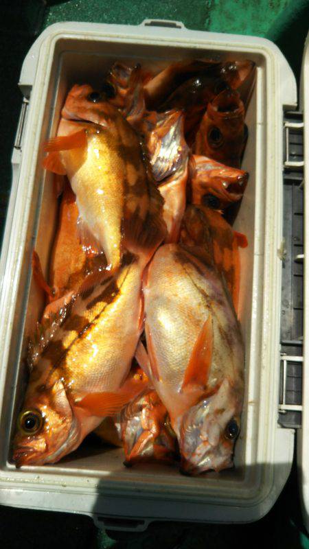 モンロー号 釣果