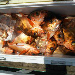 モンロー号 釣果