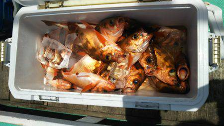 モンロー号 釣果