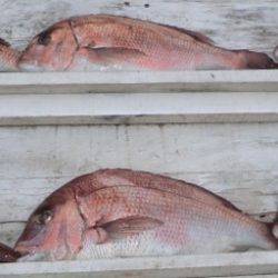 松名瀬フィッシングパーク 釣果