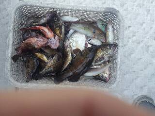 内浜丸 釣果