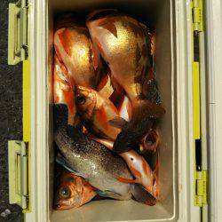 モンロー号 釣果