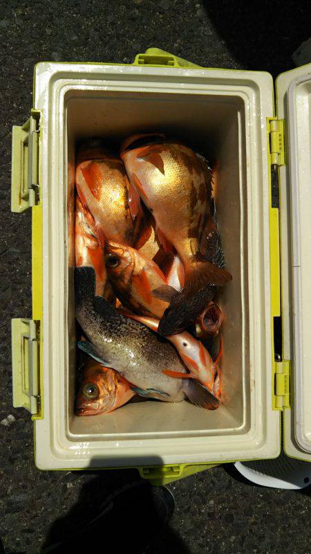 モンロー号 釣果