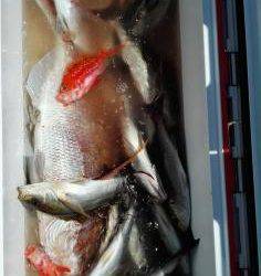 長栄丸(静岡) 釣果