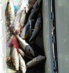 長栄丸(静岡) 釣果