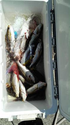 長栄丸(静岡) 釣果