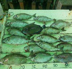 本部釣りイカダ 釣果