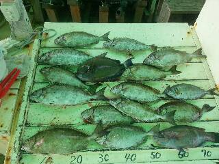 本部釣りイカダ 釣果