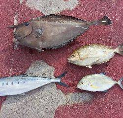 本部釣りイカダ 釣果