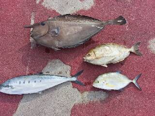 本部釣りイカダ 釣果