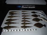 オーシャンマスター 釣果