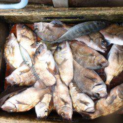 海釣り公園みかた 釣果