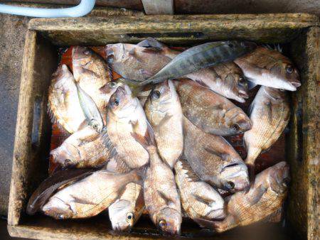 海釣り公園みかた 釣果