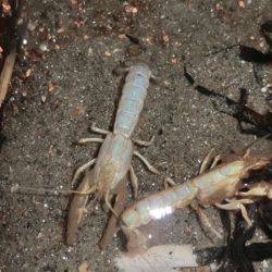 松名瀬フィッシングパーク 釣果