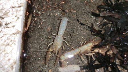 松名瀬フィッシングパーク 釣果