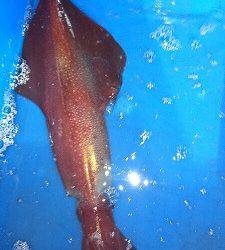 海龍丸（福岡） 釣果