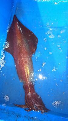 海龍丸（福岡） 釣果