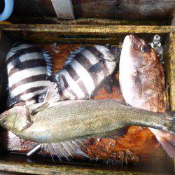 海釣り公園みかた 釣果