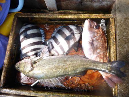 海釣り公園みかた 釣果