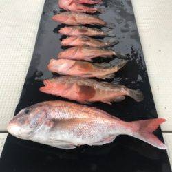 秀丸 釣果