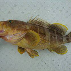 マタウマリンサービス 釣果