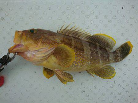 マタウマリンサービス 釣果