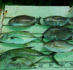 本部釣りイカダ 釣果