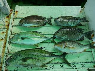 本部釣りイカダ 釣果