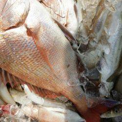 オーフリー 釣果