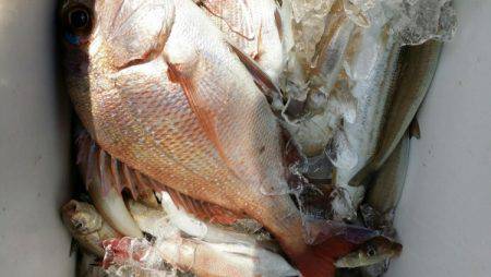 オーフリー 釣果