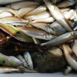 オーフリー 釣果