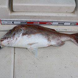 松本釣船2 釣果