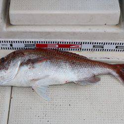 松本釣船2 釣果