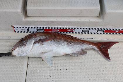 松本釣船2 釣果