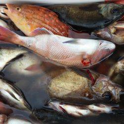 オーフリー 釣果