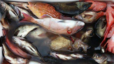 オーフリー 釣果