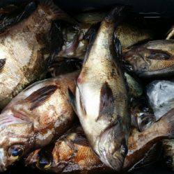 オーフリー 釣果