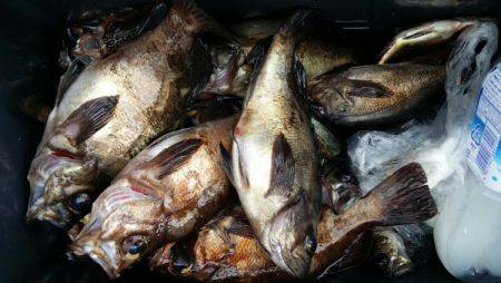 オーフリー 釣果