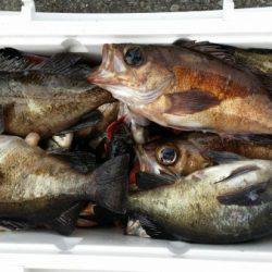 オーフリー 釣果