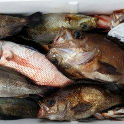 オーフリー 釣果