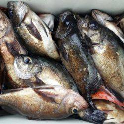 オーフリー 釣果